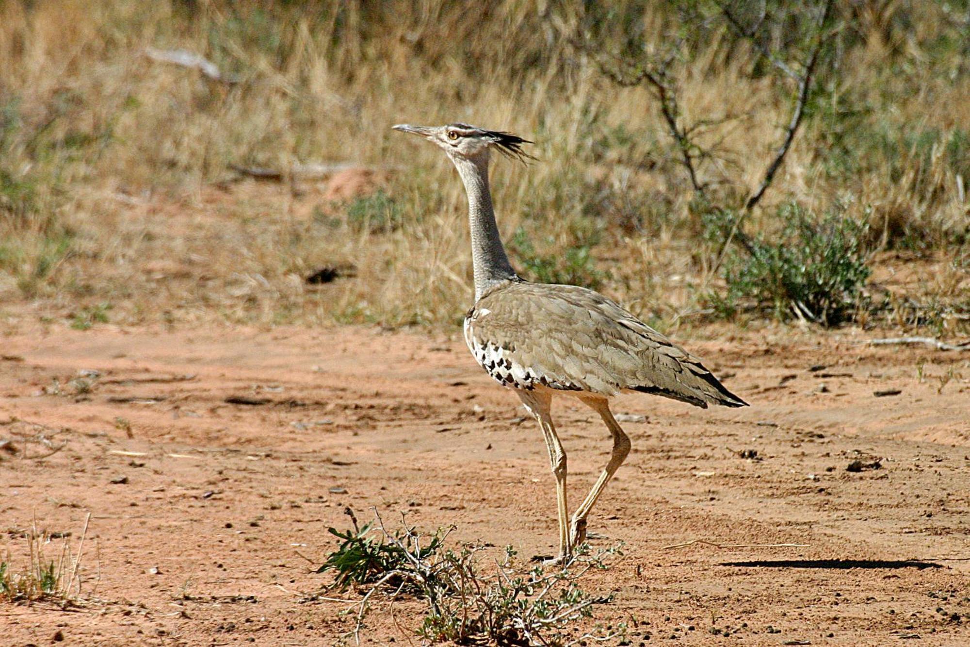 Waterberg Wilderness - One Namibia Villa ห้อง รูปภาพ
